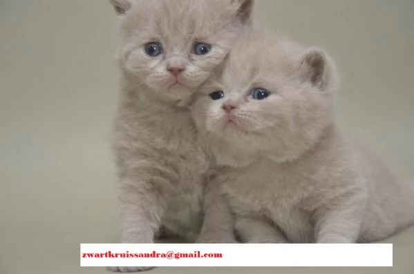 cuccioli di razza British Shorthair