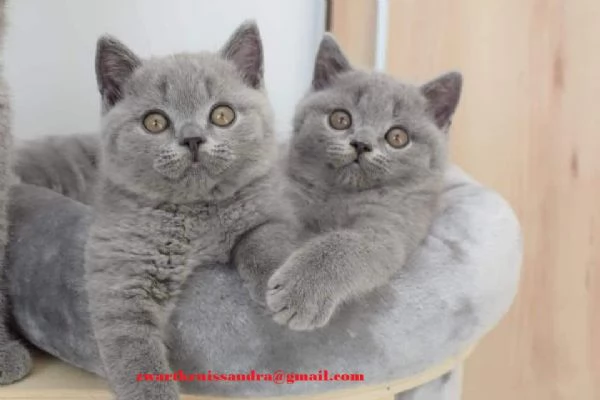 Cuccioli British Shorthair Pedgiree