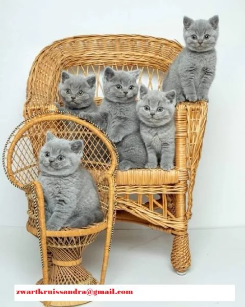  gattini puri British Shorthair