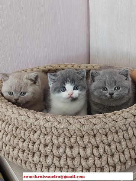 British Shorthair bellissimi