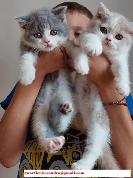Cuccioli di British Shorthair 