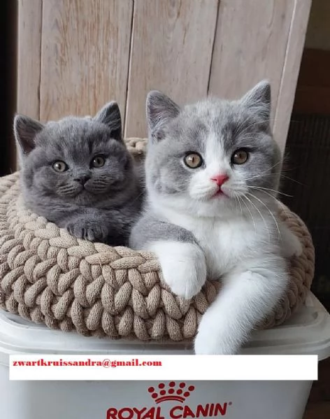 British Shorthair con pedigree