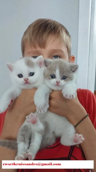 Cuccioli British Shorthair
