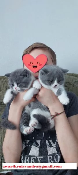 femminucce di British Shorthair