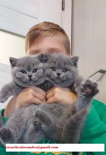  British Shorthair  con pedigree e alta genealogia