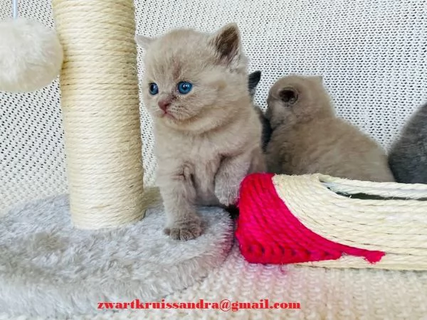 gattini British Shorthair