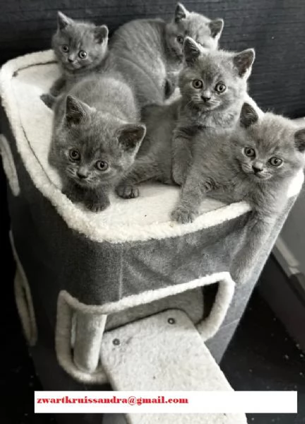 Cuccioli di gattini British Shorthair