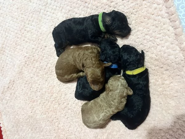 Barboncini Nani | Foto 2