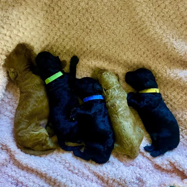 Barboncini Nani | Foto 0