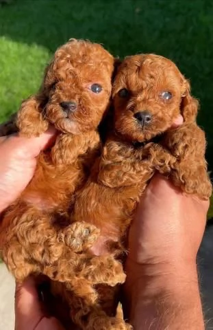 Cuccioli di Barboncino Toy di razza pura