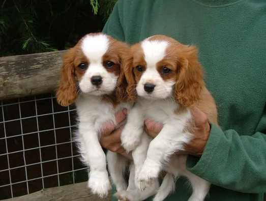 Cuccioli di Cavalier King Charles Spaniel in adozione