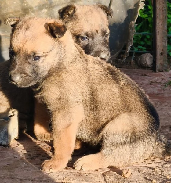 Cuccioli Pastori belga Malinois | Foto 0