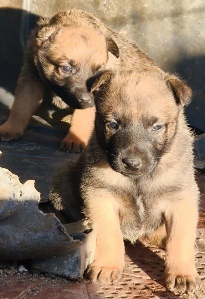 Cuccioli Pastori belga Malinois