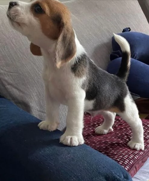 Beagle cuccioli maschio e femmina | Foto 0