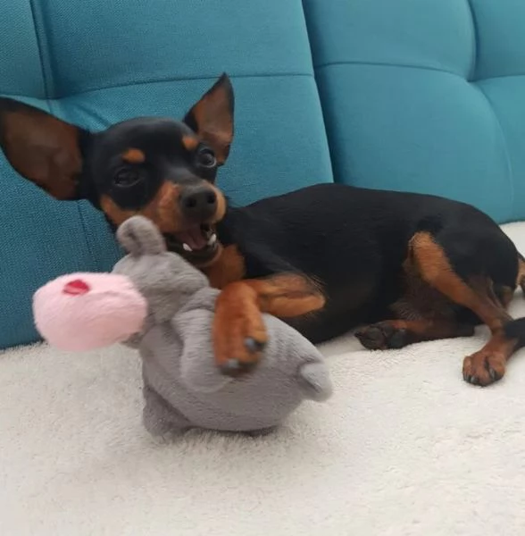 Pinscher Mini cuccioli maschio e femmina | Foto 1