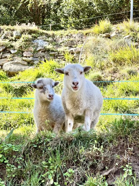  pecore nane ouessant