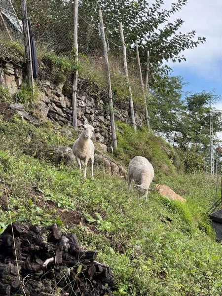  pecore nane ouessant | Foto 0
