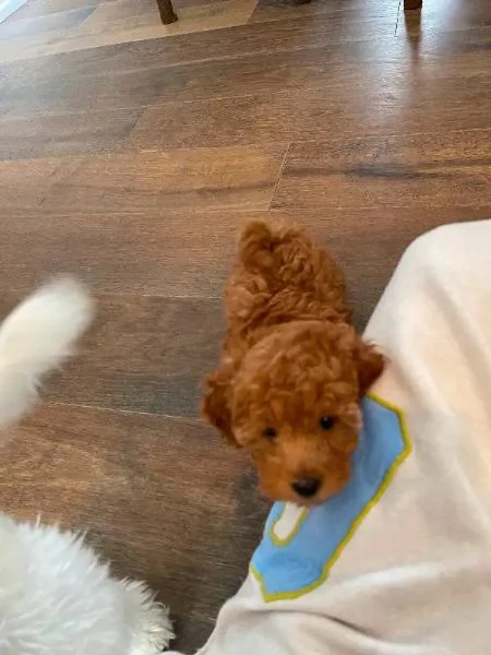 CANE BARBONCINO TOY | Foto 0