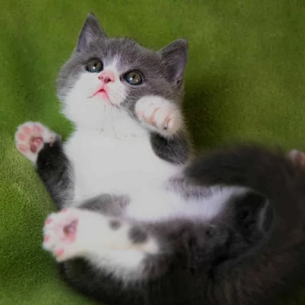 Due meravigliose British shorthair | Foto 0