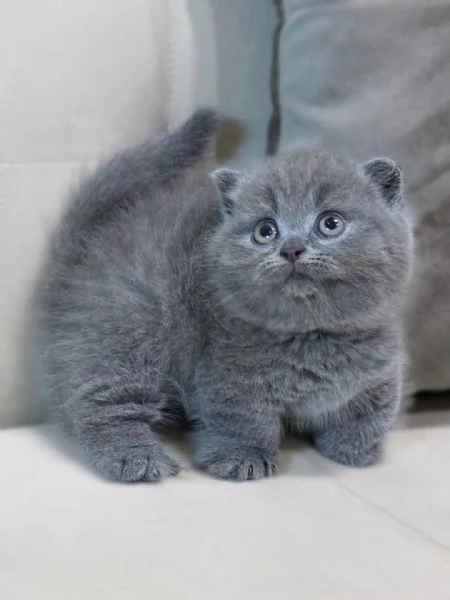 British Shorthair aspetta casa | Foto 0