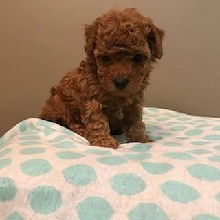 Barboncino Toy cuccioli maschio e femmina