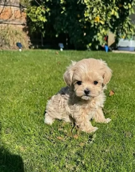 Maltese Toy cuccioli maschio e femmina