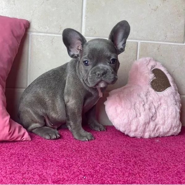 Bulldog Francese cuccioli maschio e femmina
