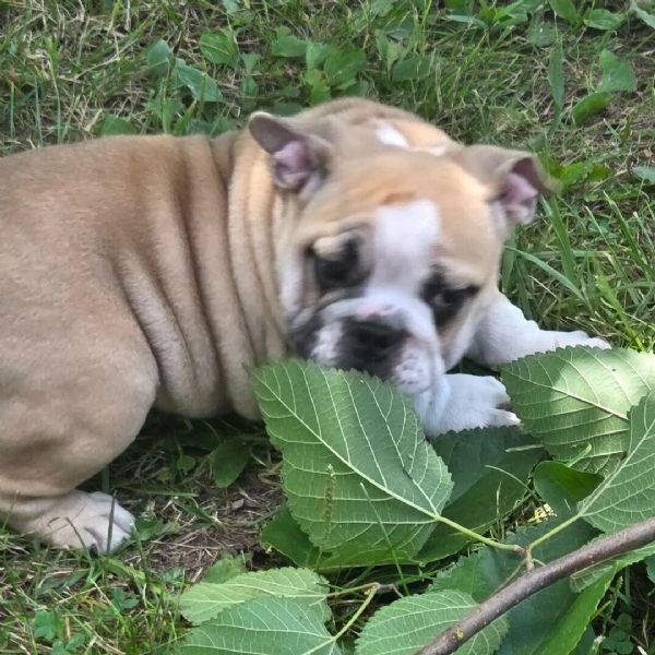 Bulldog Inglese cuccioli maschio e femmina | Foto 0