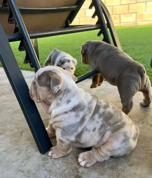 Bulldog Inglese cuccioli maschio e femmina