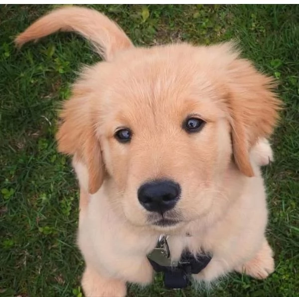 Golden Retriever cuccioli maschio e femmina