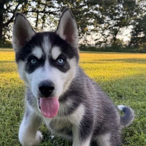 Siberian Husky cuccioli maschio e femmina