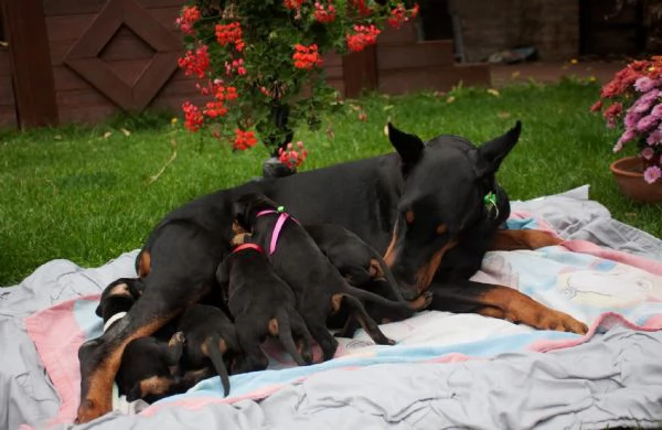 Dobermann cuccioli maschio e femmina | Foto 0