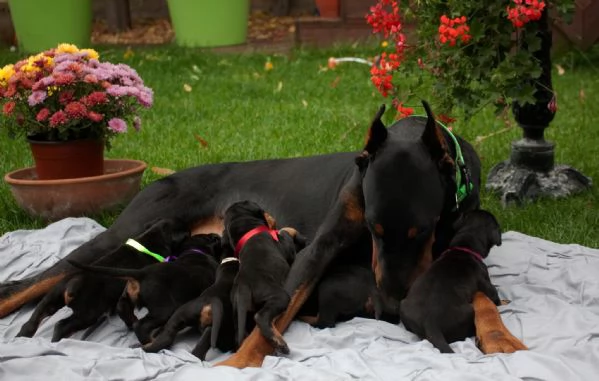 Dobermann cuccioli maschio e femmina