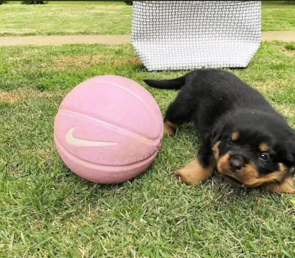 Rottweiler cuccioli maschio e femmina | Foto 0