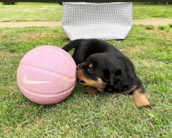 Rottweiler cuccioli maschio e femmina