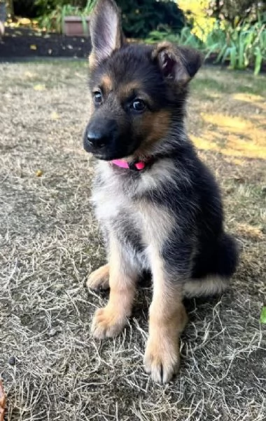 Pastors tedesco cuccioli maschio e femmina | Foto 1