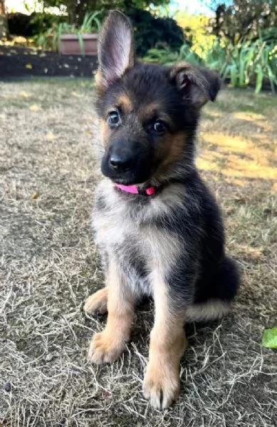 Pastors tedesco cuccioli maschio e femmina | Foto 0