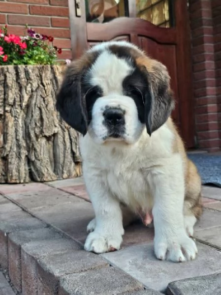 San Bernardo cuccioli maschio e femmina
