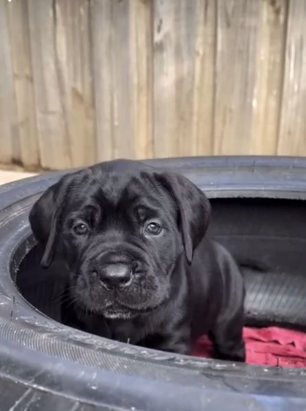 Cane Corso cuccioli maschio e femmina | Foto 0