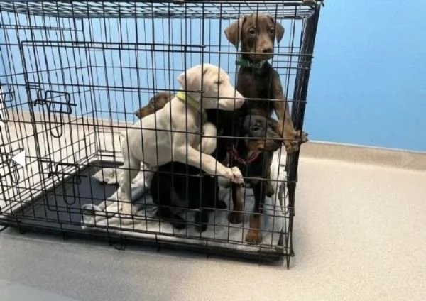 Dobermann cuccioli maschio e femmina