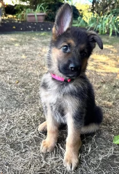Pastore tedesco cuccioli maschio e femmina