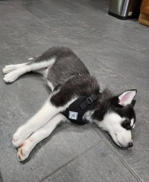 Siberian Husky cuccioli maschio e femmina | Foto 1