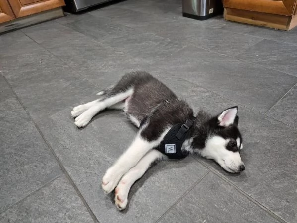 Siberian Husky cuccioli maschio e femmina