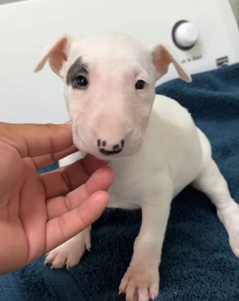 Bull Terrier cuccioli maschio e femmina | Foto 1