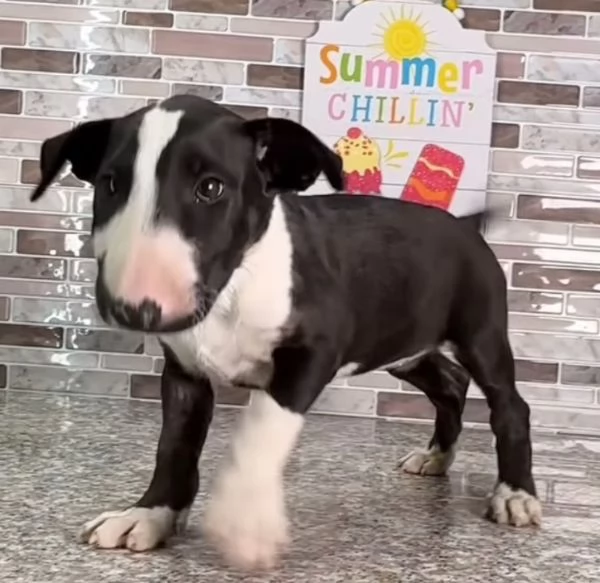 Bull Terrier cuccioli maschio e femmina | Foto 0