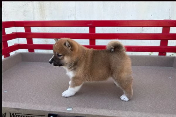 Shiba Inu cuccioli maschio e femmina