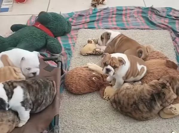 Bulldog Inglese cuccioli maschio e femmina | Foto 1