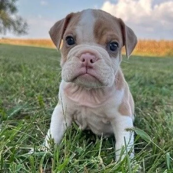 Bulldog Inglese cuccioli maschio e femmina