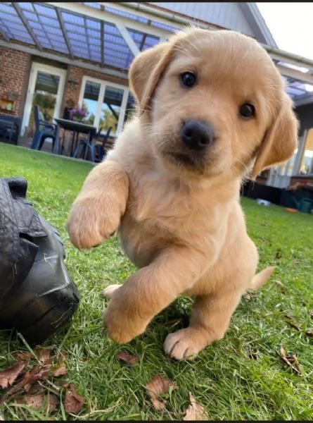 Golden Retriever cuccioli maschio e femmina | Foto 0