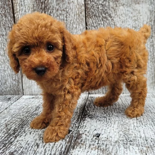 1 Barboncino Toy cuccioli maschio e femmina | Foto 1